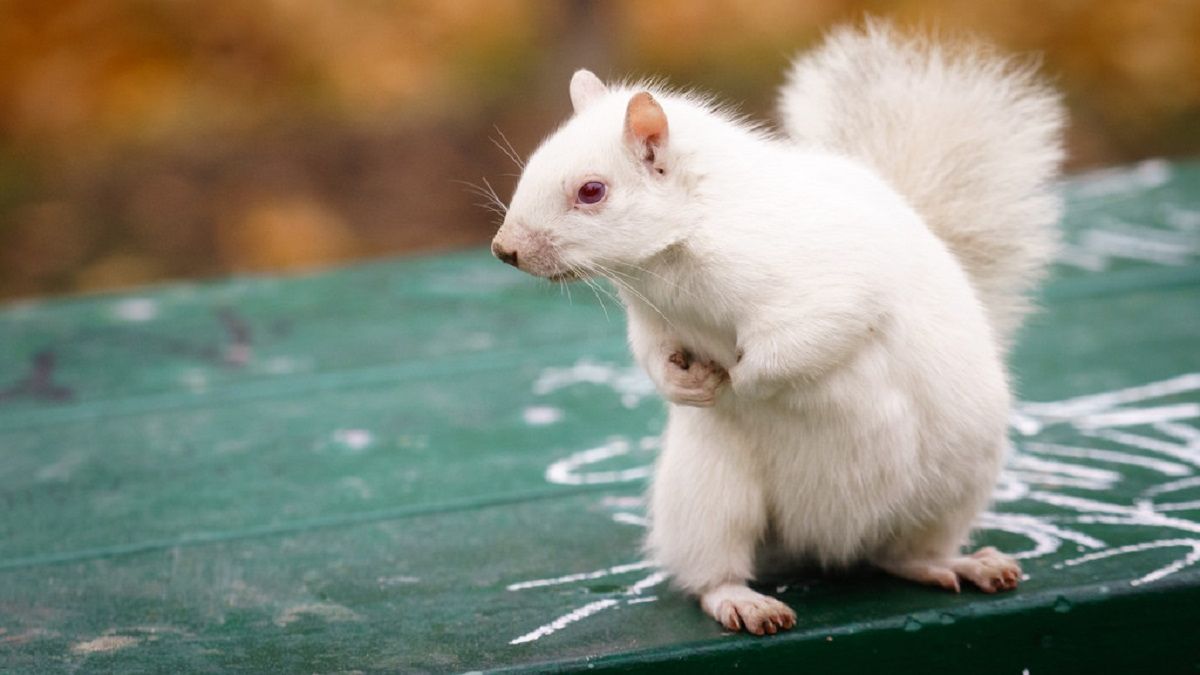 Фотограф підловив унікальну білку - фото 1