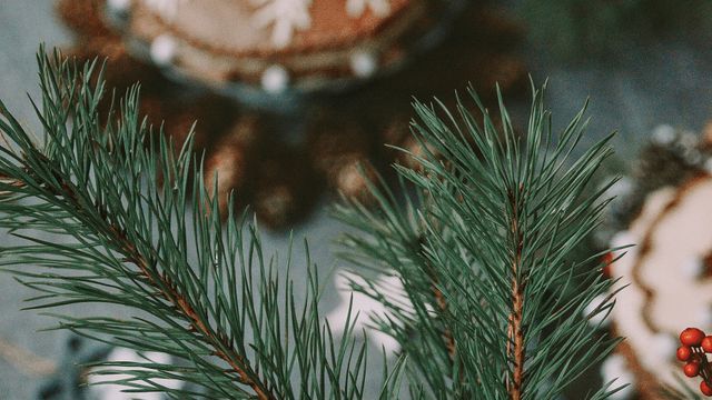 За допомогою хвої можна захистити рослини - фото 304716