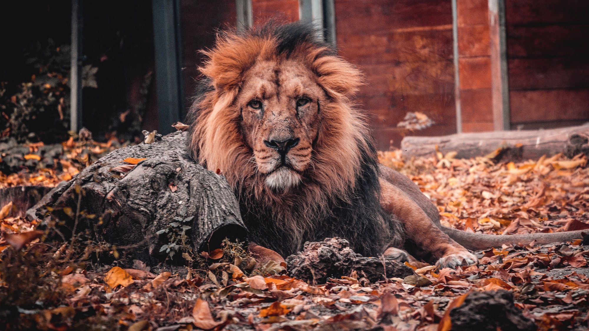 В Одесі посеред вулиці помітили лева: відеофакт