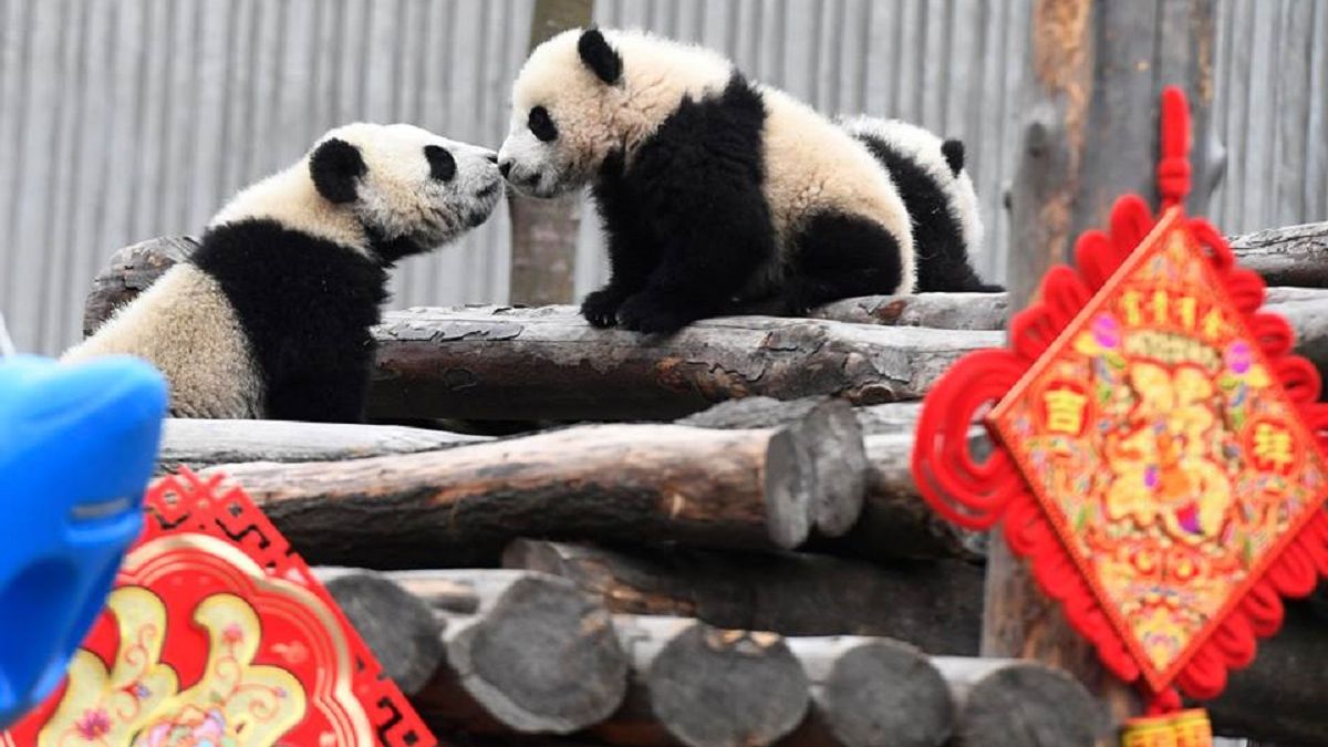 Як маленькі панди відсвяткували китайський Новий рік: відео