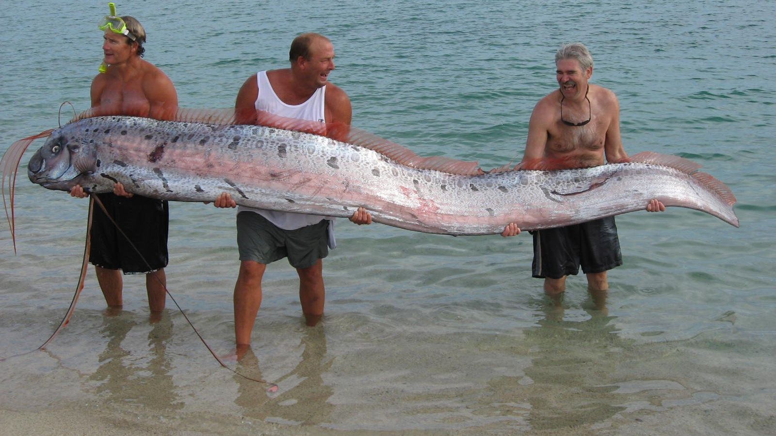 До узбережжя Японії прибило одну з найдовших риб в світі: фото