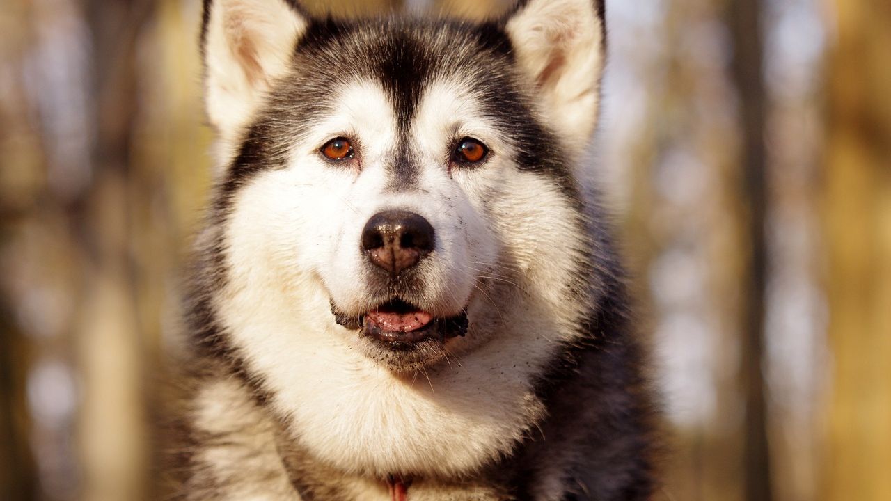 Собака, який не любить обійматись, розвеселив мережу: відеофакт