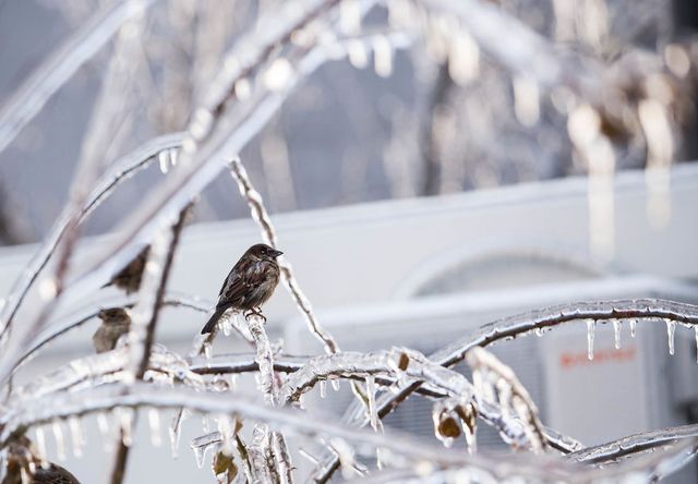 Моторошна краса: як виглядає крижана зима у Румунії - фото 305897