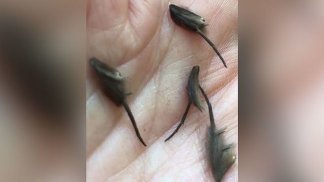 Ніхто не може зрозуміти, що це за істоти - фото 305961