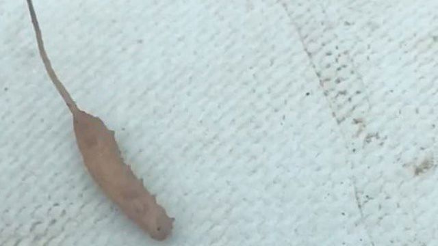 Істоти схожі на черв'яків- фото 305962