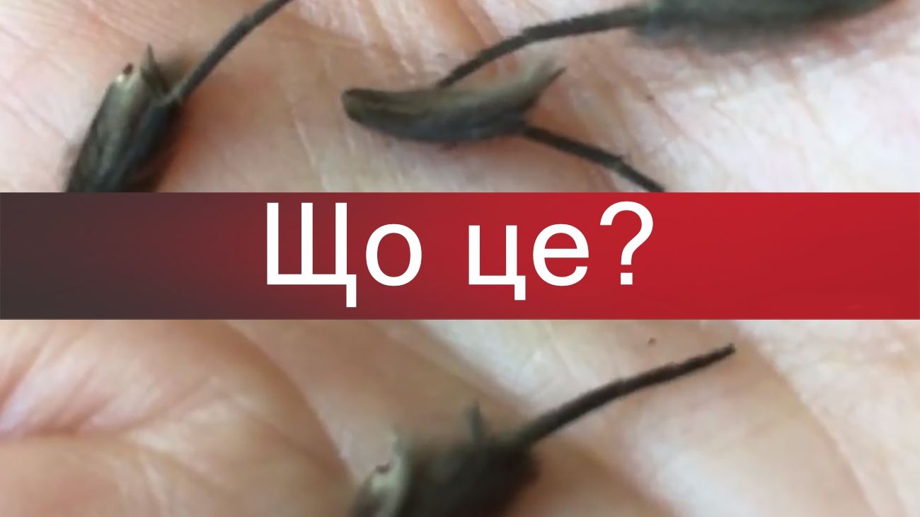 Ніхто не може зрозуміти, що це за істоти - фото 1