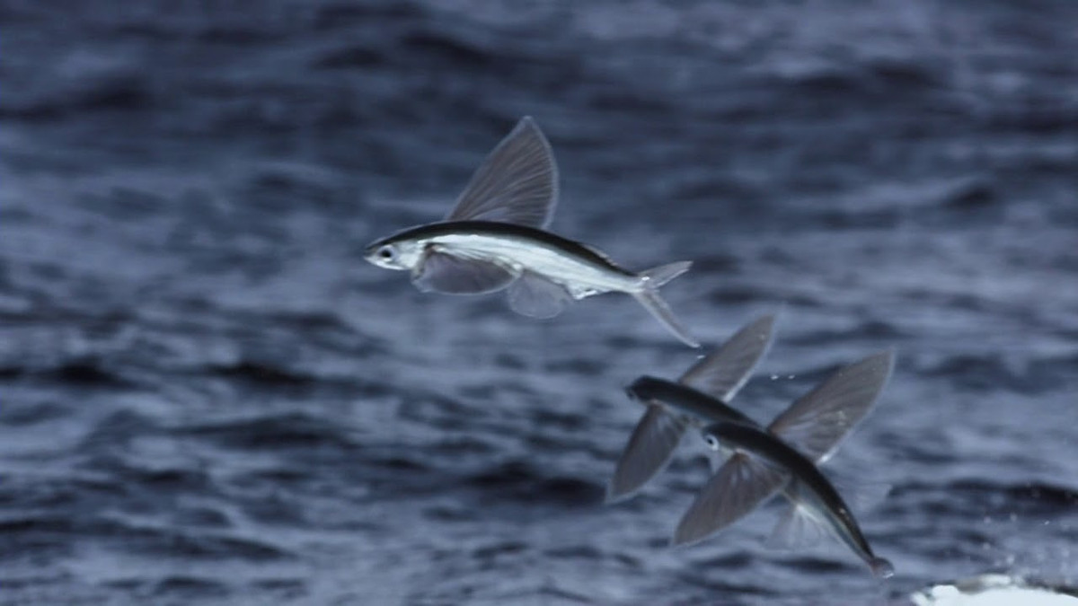Унікальні кадри летючих риб - фото 1