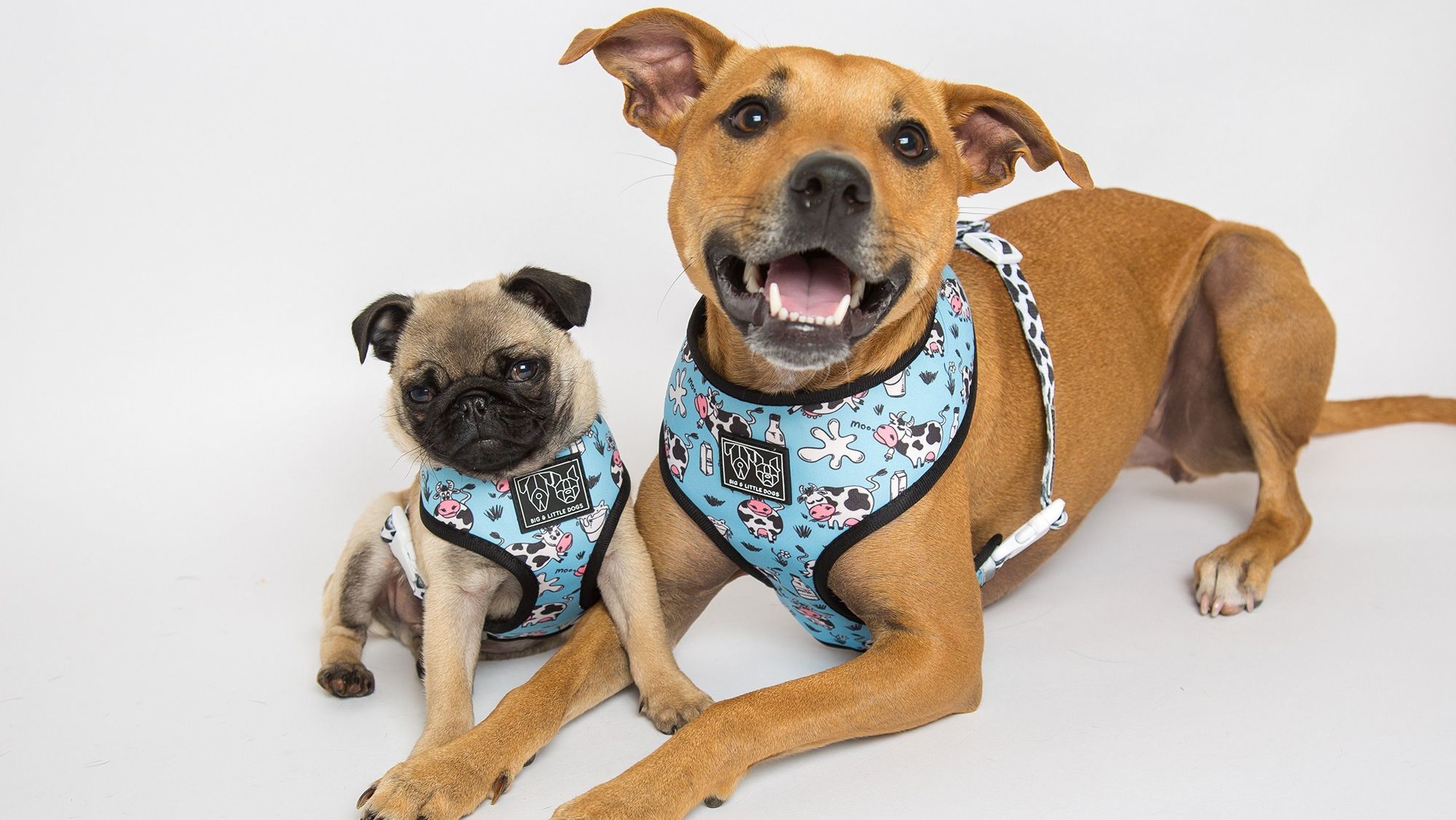 Великі собаки добре показали себе у тестах на самоконтроль - фото 1