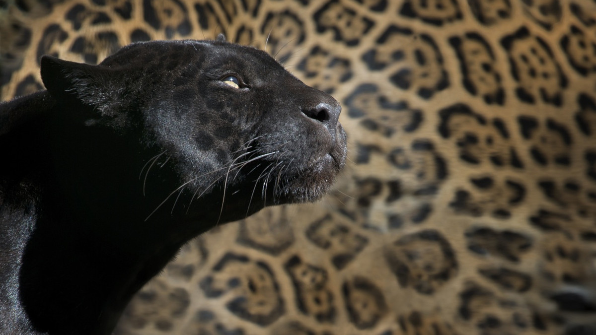Унікальні фото чорного леопарда - фото 1