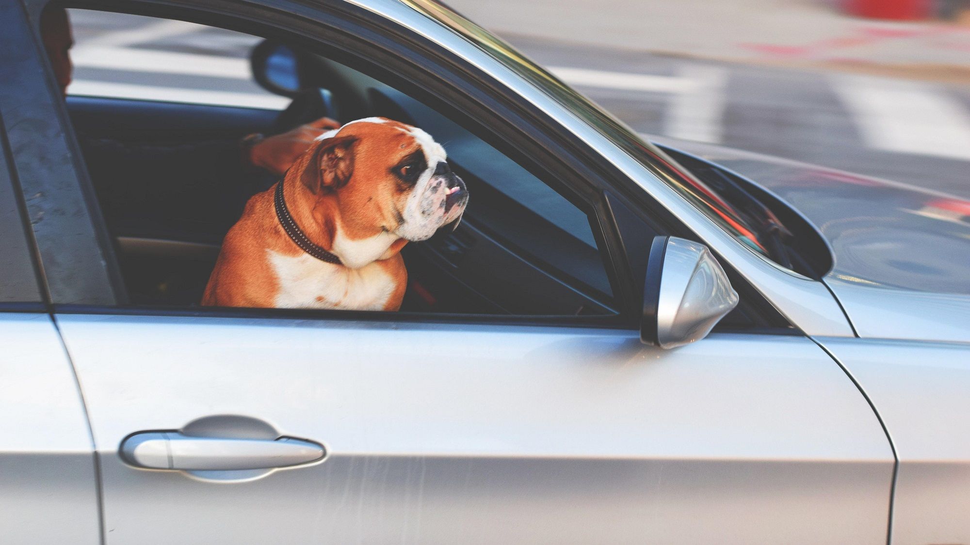 Tesla додала режим для собак - фото 1