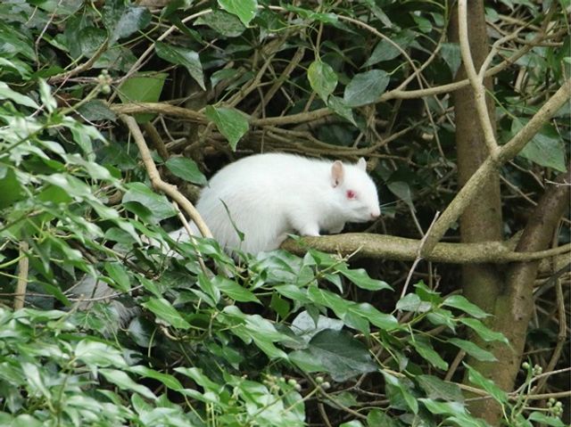 У Великобританії зняли рідкісну білку-альбіноса - фото 307854