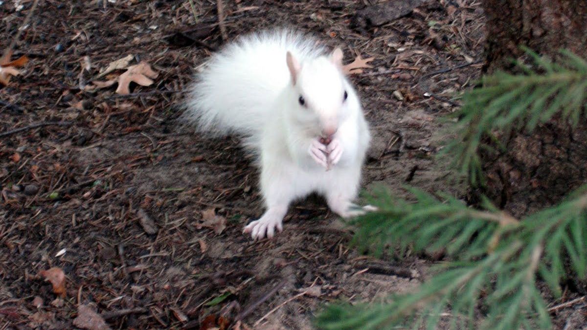 У Великобританії зняли рідкісну білку-альбіноса