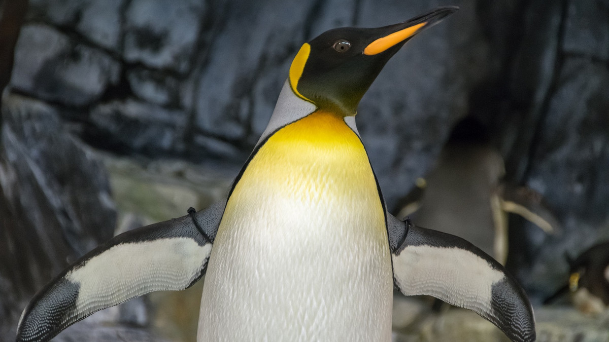 На відео зафіксували чорного пінгвіна - фото 1