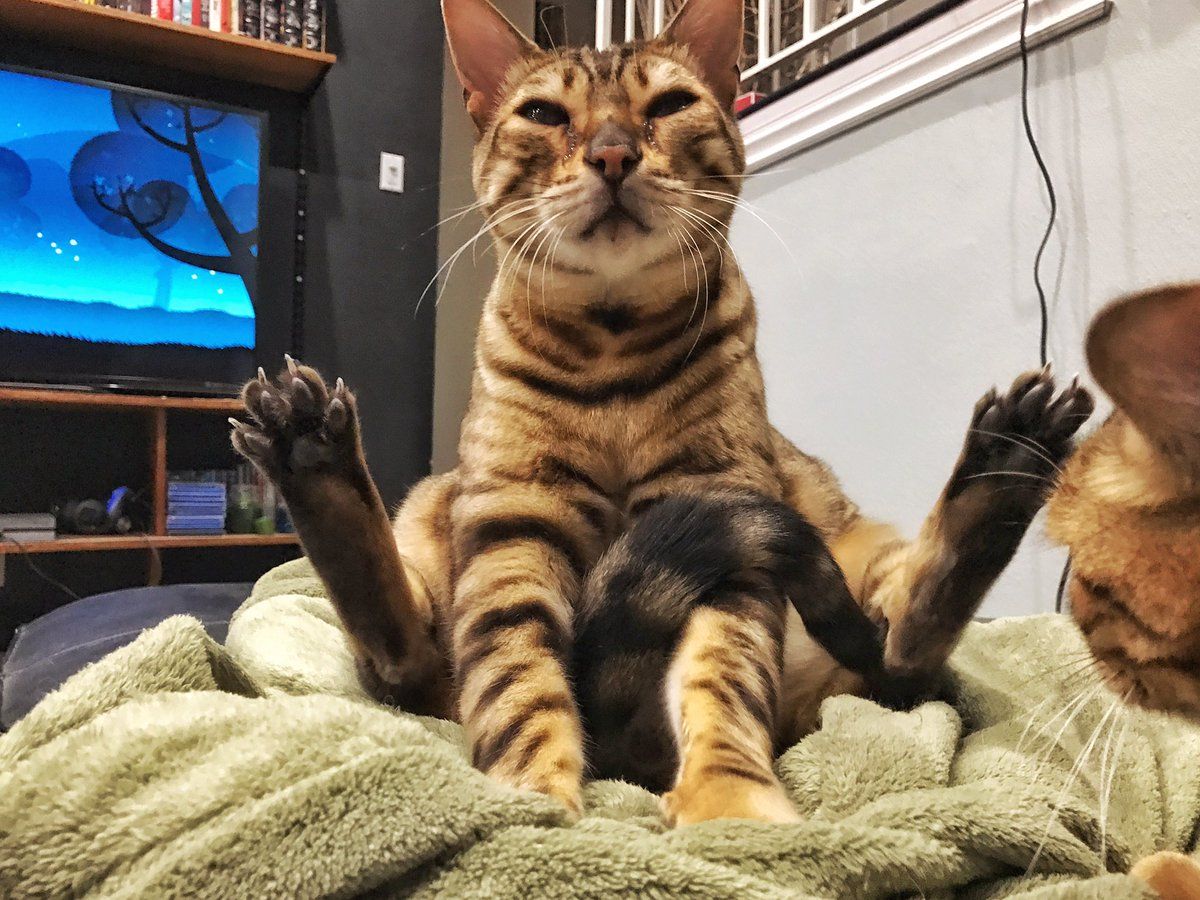 Художник з Disney креативно помстився коту за нявкання: відеофакт