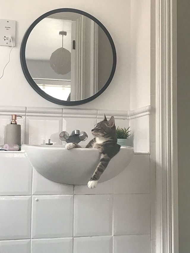 Ralph_the_Cat - фото 308848