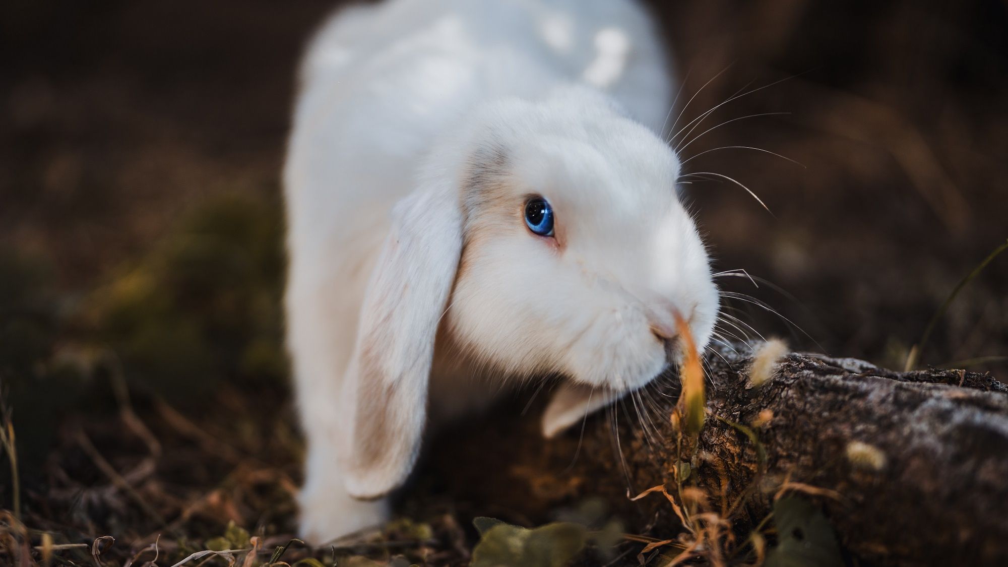 Кролик вражає розумовими можливостями - фото 1