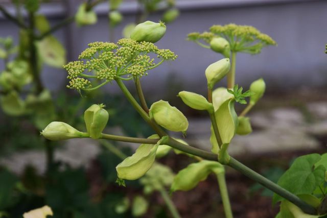 Трав'яна рослина ашитаба - фото 309023