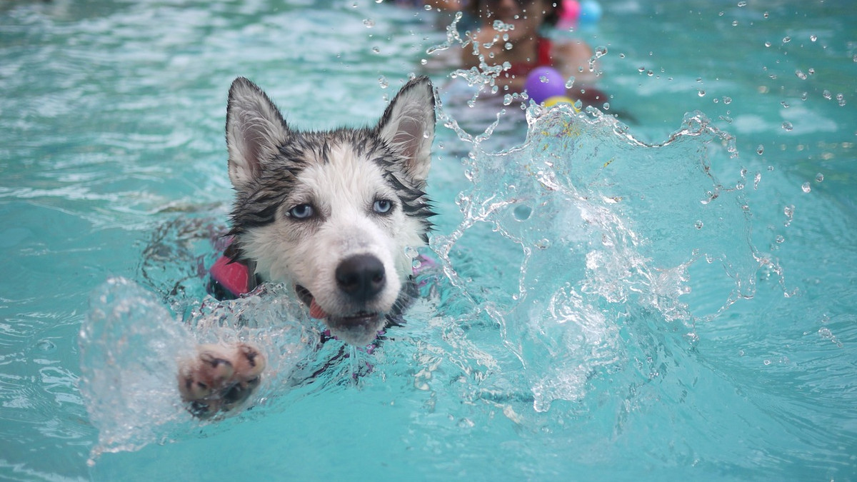 Собака вирішив проігнорувати заняття з плавання - фото 1