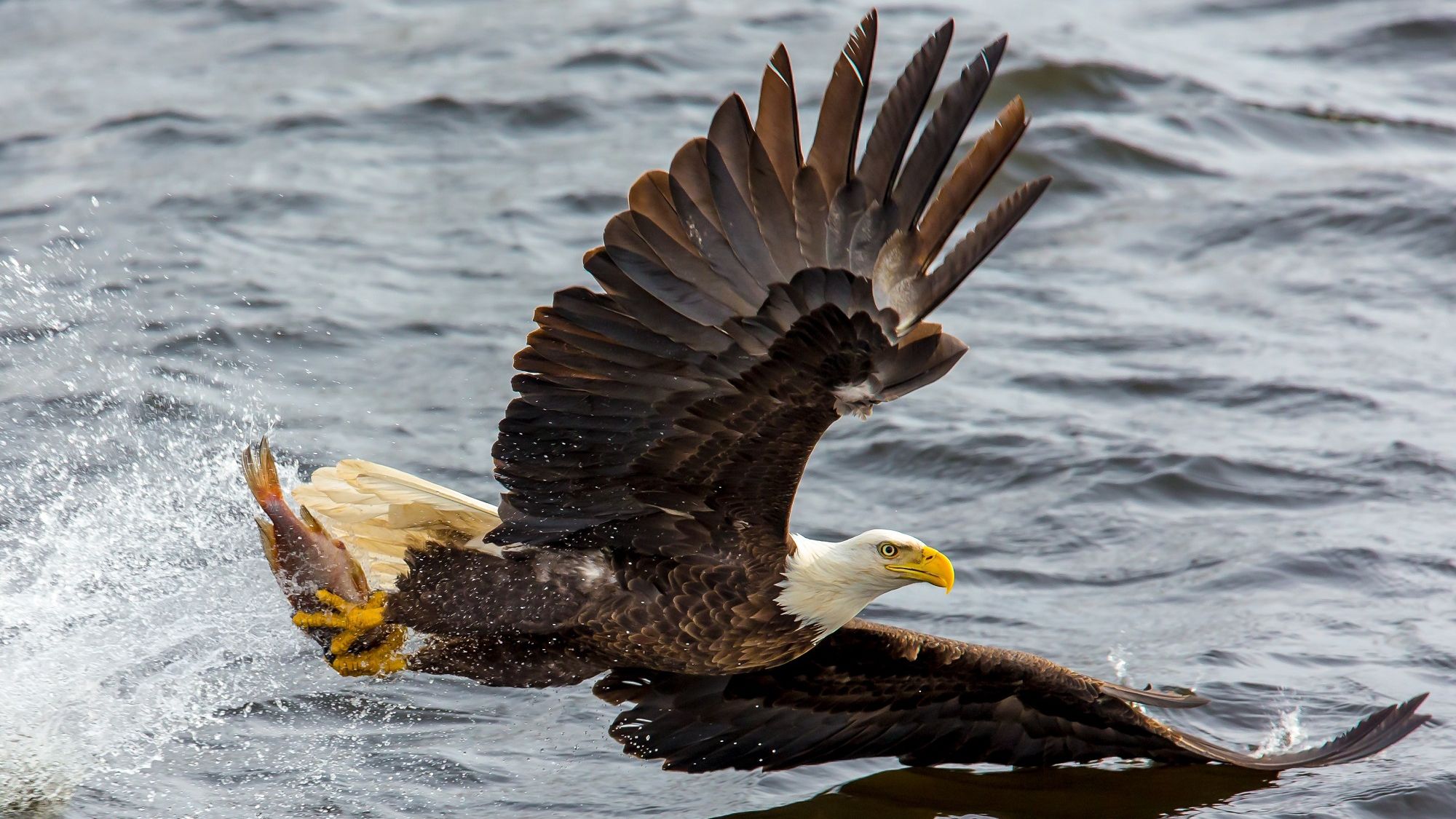 Граціозного орла зняли в сповільненій зйомці: ефектне відео