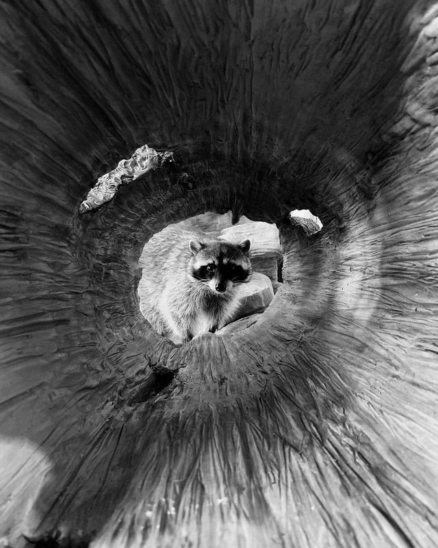 Apple показала найкращі фото, зняті на iPhone - фото 310227