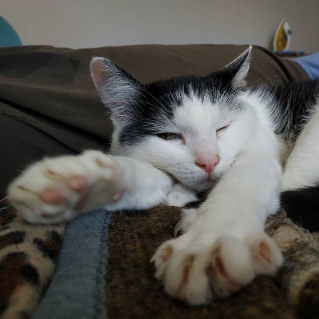 Поведінка господарів неабияк впливає на котів - фото 310269