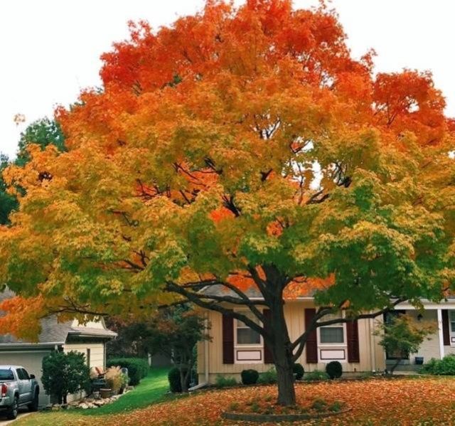 Ідеально: фотографії, які потішать всіх перфекціоністів - фото 310363