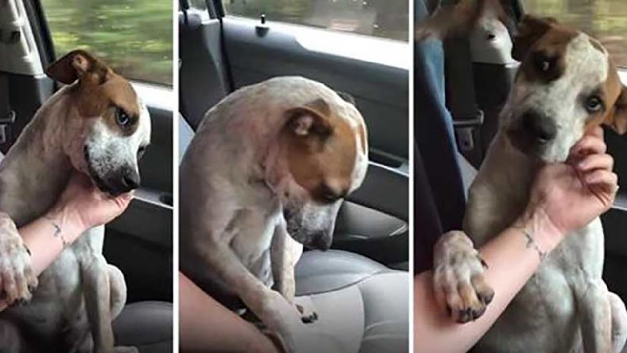 Джулія забрала цуценя з притулку - фото 1