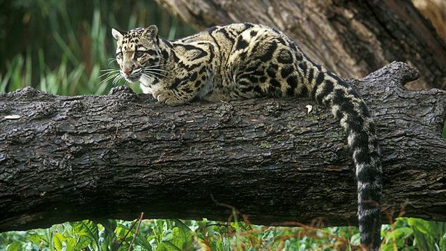 На Тайвані помітили рідкісного леопарда - фото 310652