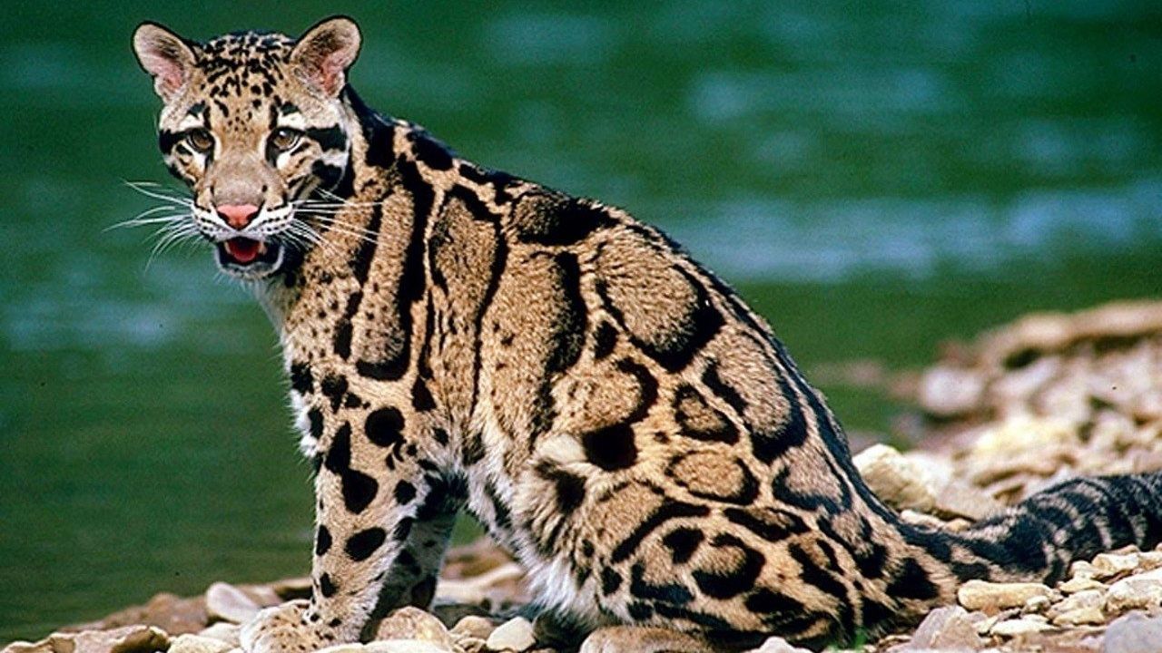 На Тайвані помітили тварину, яку вважали вимерлою