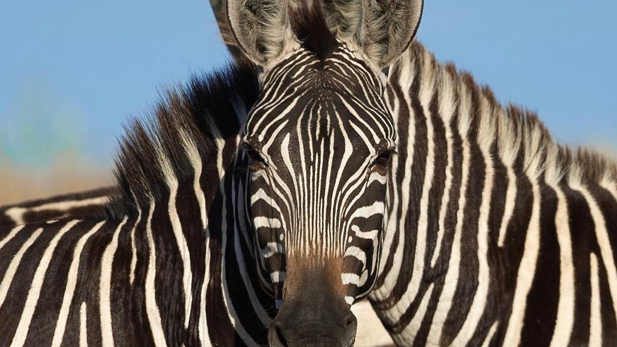 Нова оптична ілюзія з зеброю стала хітом мережі