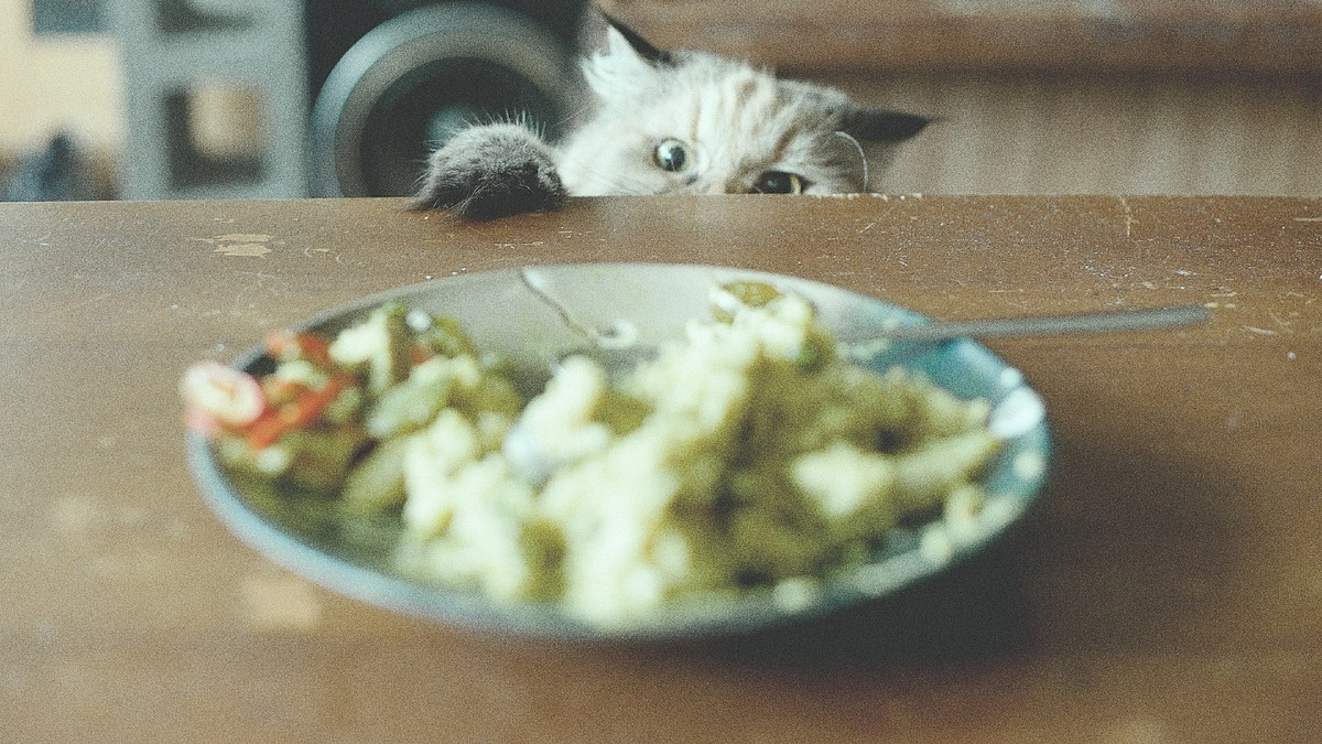 Коти крадуть не лише їжу - фото 1