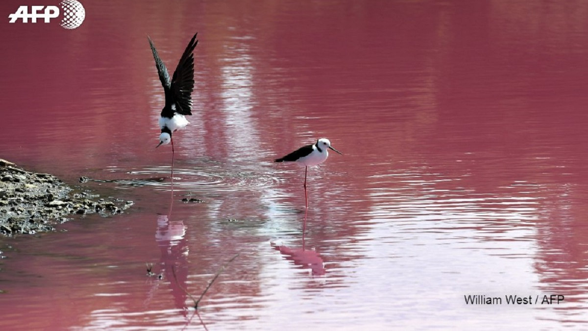 Озеро в Мельбурні стало рожевого кольору - фото 1