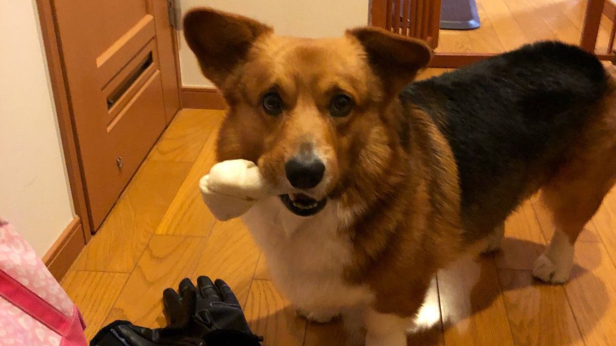 Смішне відео з собакою-тролем швидко стало вірусним - фото 1