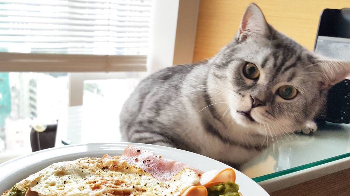 Сира риба може викликати авітаміноз у котів - фото 1