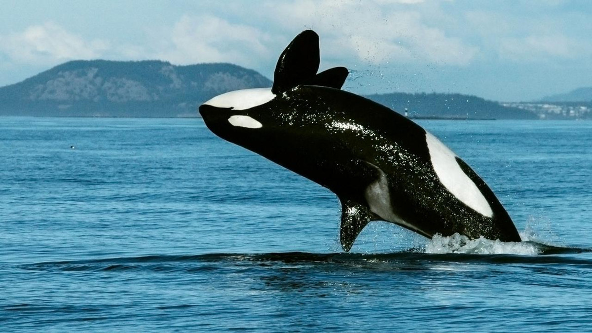 Виявлено новий вид китів - фото 1