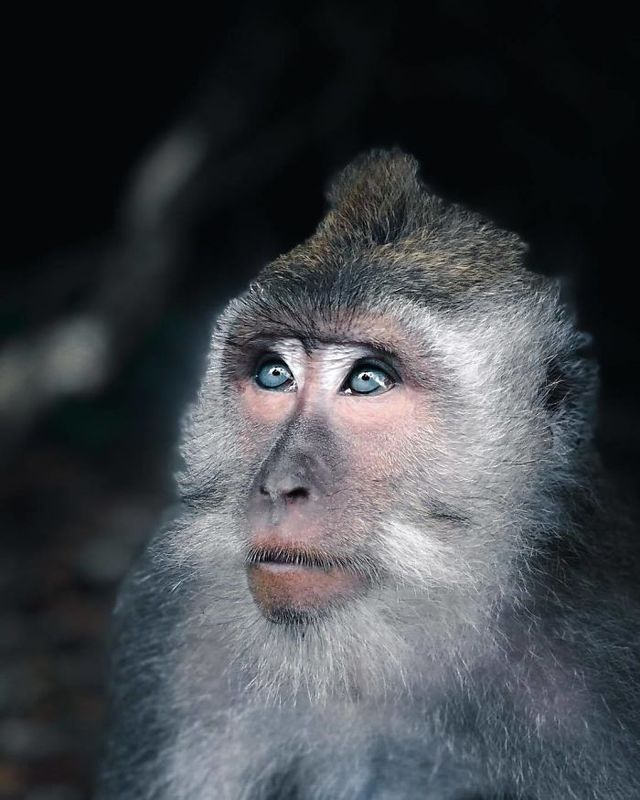 Максим Ісраель Кол'єр - фото 312986