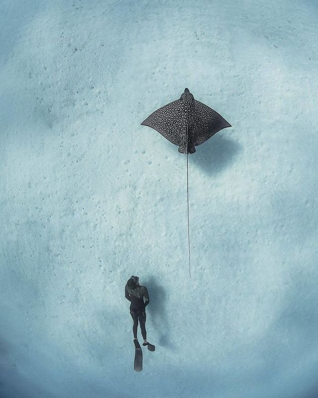 Андре Мусгроув - фото 313000