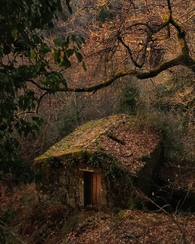 Не для туристів: занедбані місця Португалії, які повертає природа - фото 313042