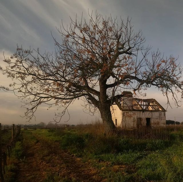 Не для туристів: занедбані місця Португалії, які повертає природа - фото 313045