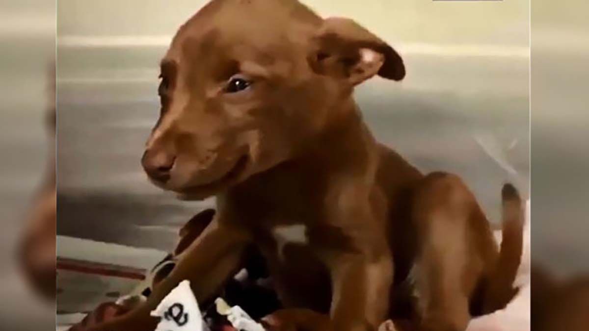 Майлі вже давно живе у родині і не перестає усміхатися - фото 1