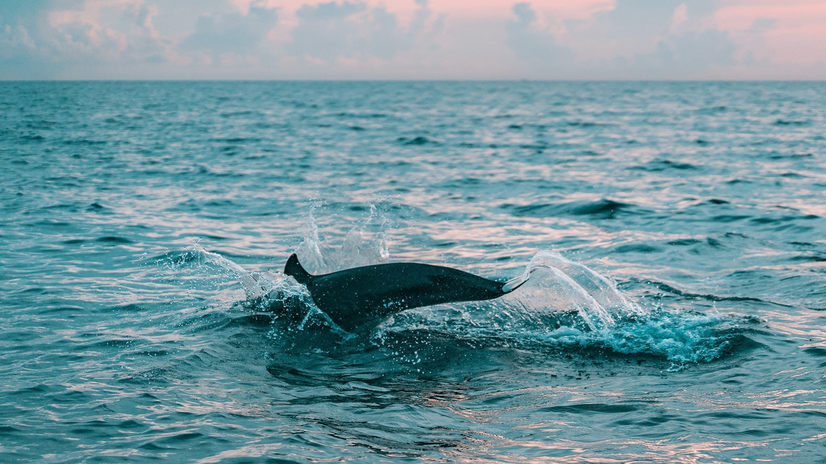 Популяцію дельфінів підрахують з неба - фото 1