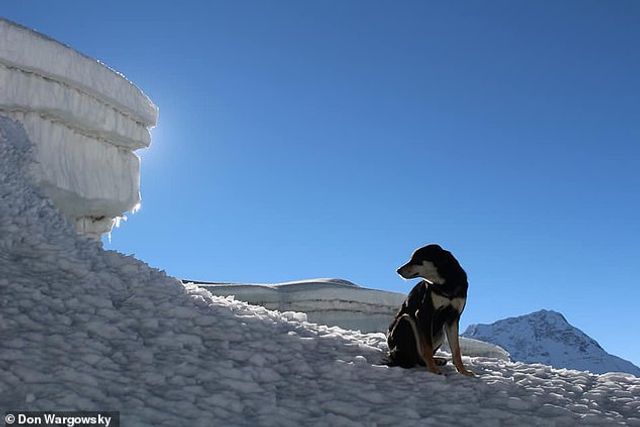 Бездомна собака з Непалу підкорив Гімалаї та встановила світовий рекорд - фото 313482