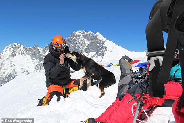 Бездомна собака з Непалу підкорив Гімалаї та встановила світовий рекорд - фото 313484