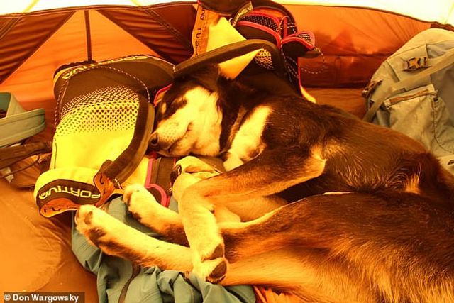 Бездомна собака з Непалу підкорив Гімалаї та встановила світовий рекорд - фото 313485