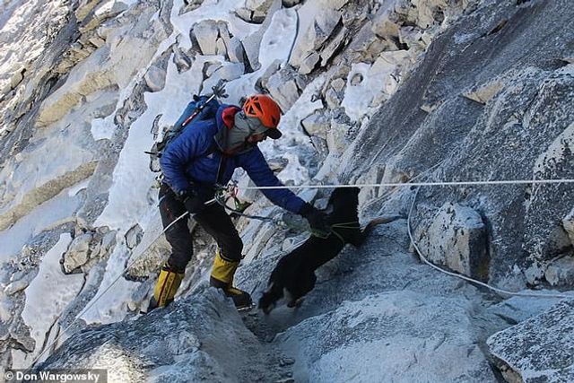Бездомна собака з Непалу підкорив Гімалаї та встановила світовий рекорд - фото 313487