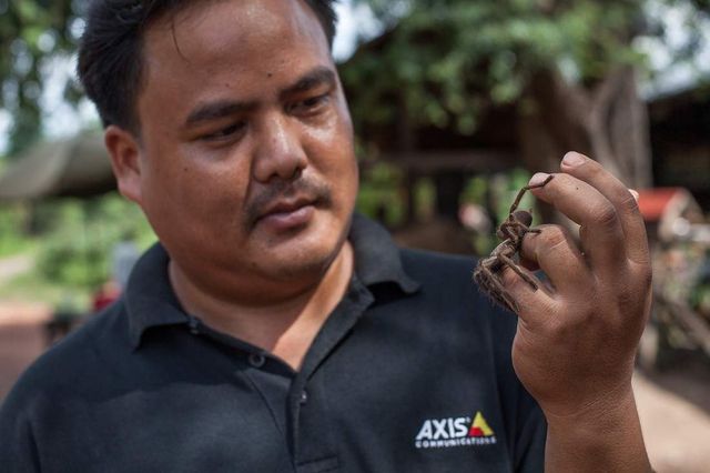 Так виглядає полювання на тарантулів у Камбоджі - фото 313493