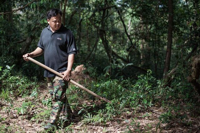 Так виглядає полювання на тарантулів у Камбоджі - фото 313497
