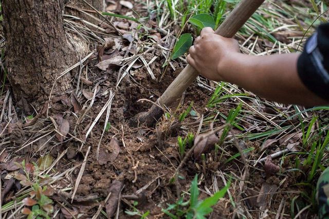 Так виглядає полювання на тарантулів у Камбоджі - фото 313498