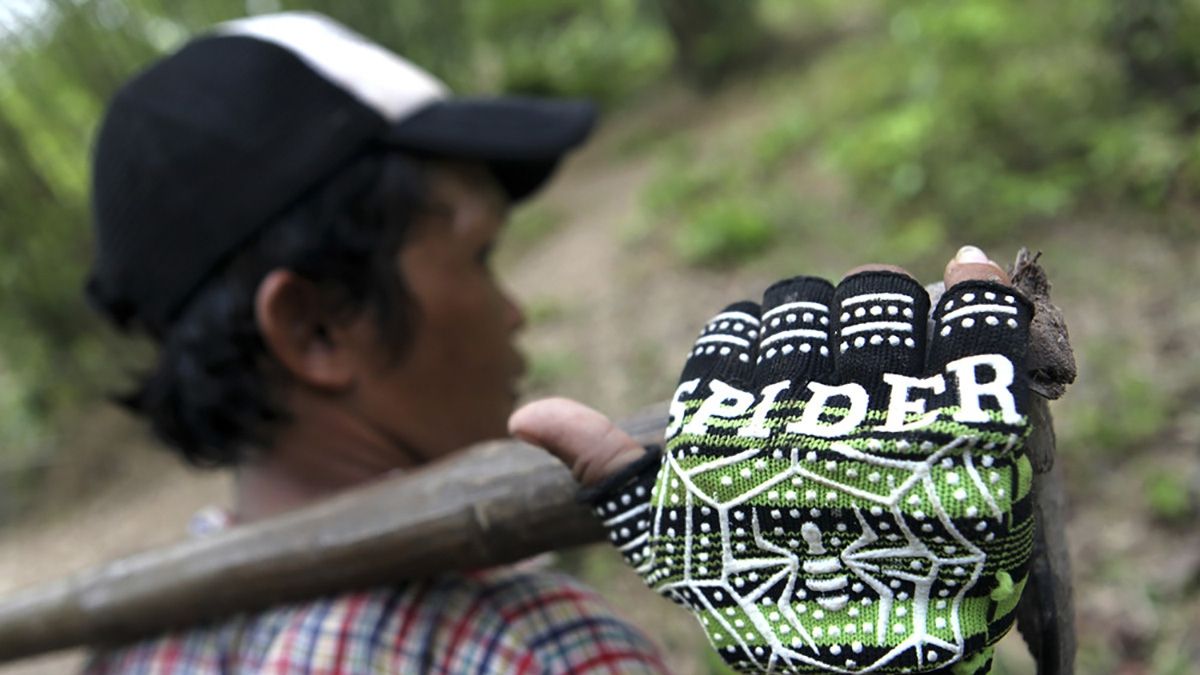 Так виглядає полювання на тарантулів у Камбоджі