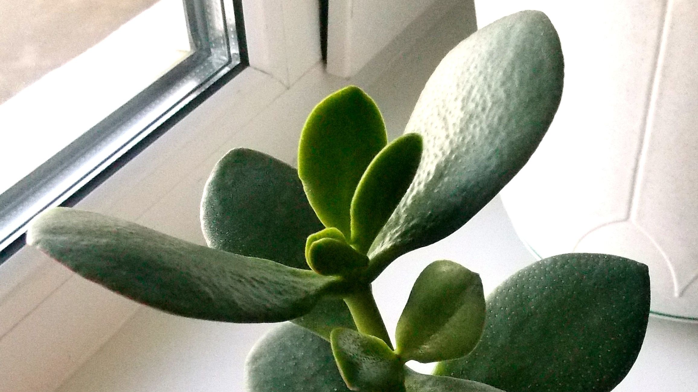 Чим корисне грошове дерево для людини